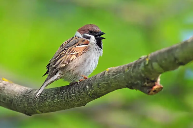 sparrow, Romford