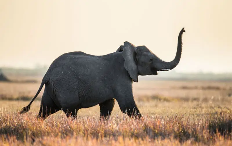 elephants never forget