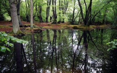 Epping forest: A Woodland Wonderland